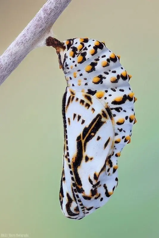 Исходное изображение: Куколка
