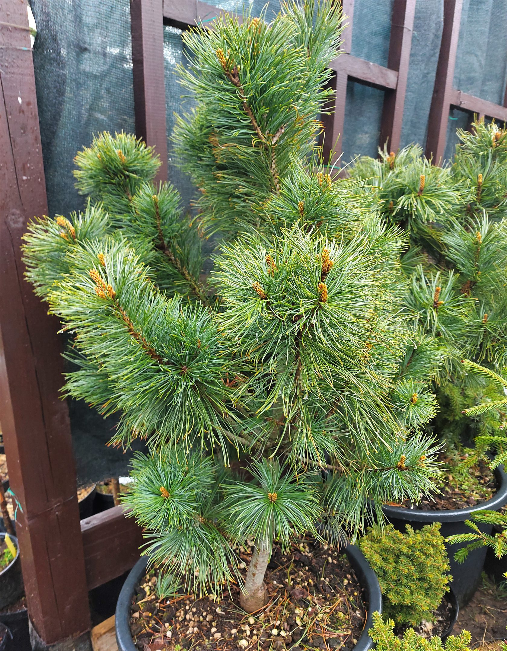 Сосна кедровая стланиковая​ Компакта (Pinus pumila​ Compacta)