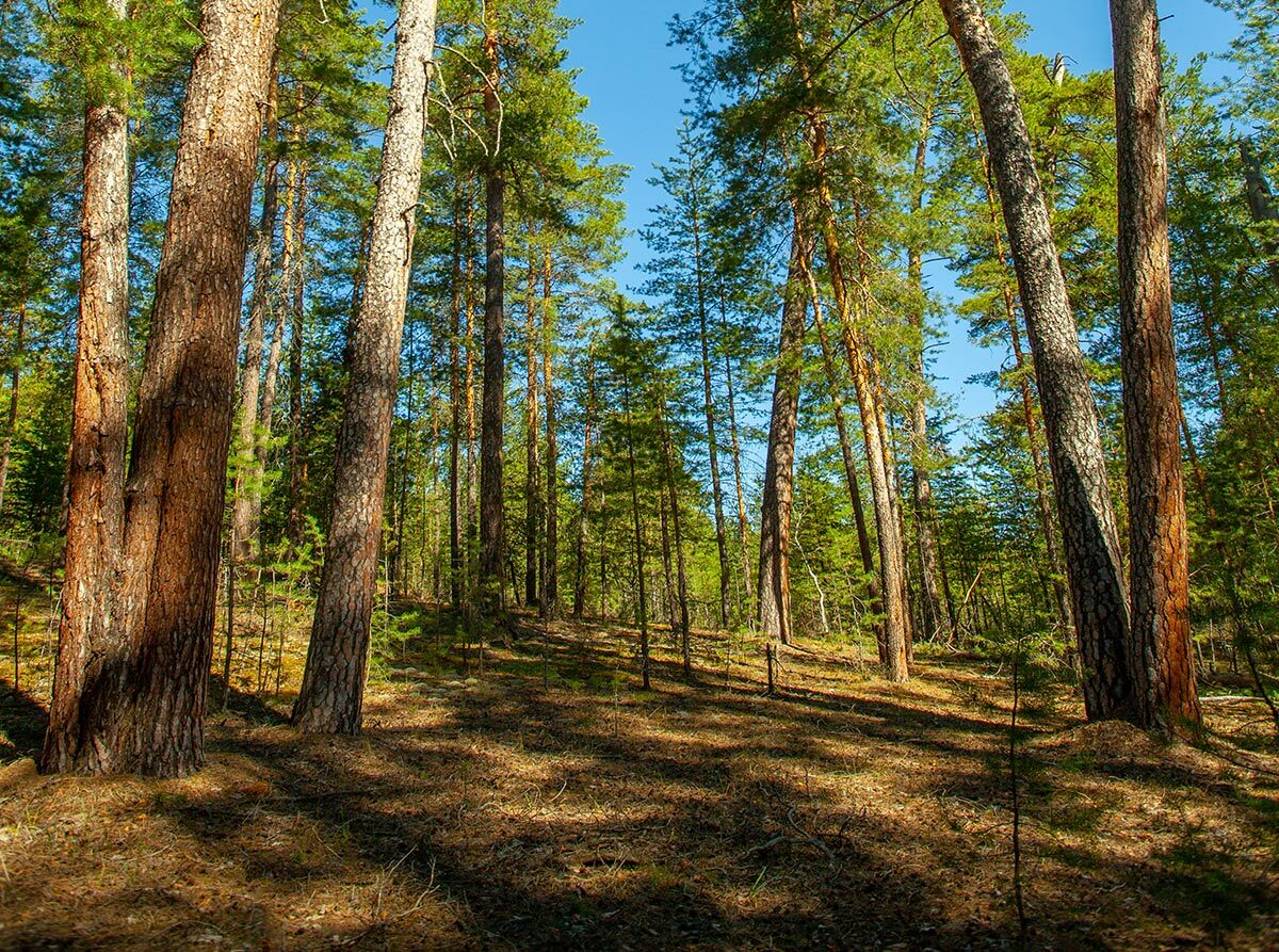 Бузулукский Бор национальный парк картинки 350 летние сосны фото