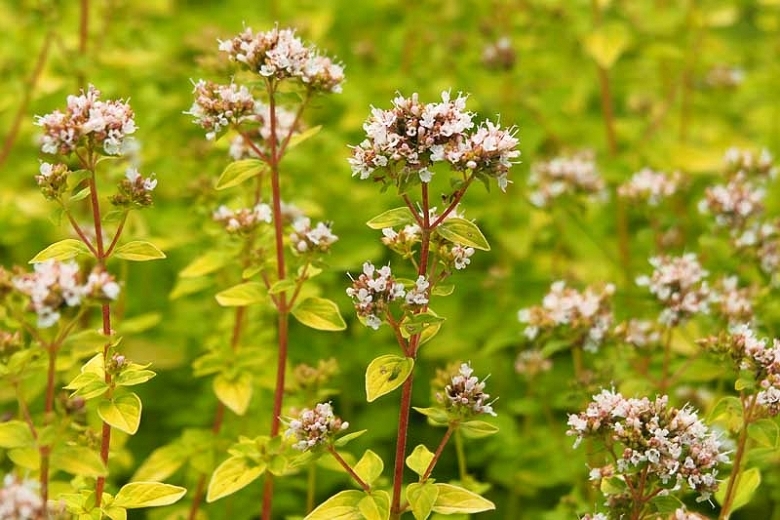 Душица обыкновенная Origanum vulgare сырье