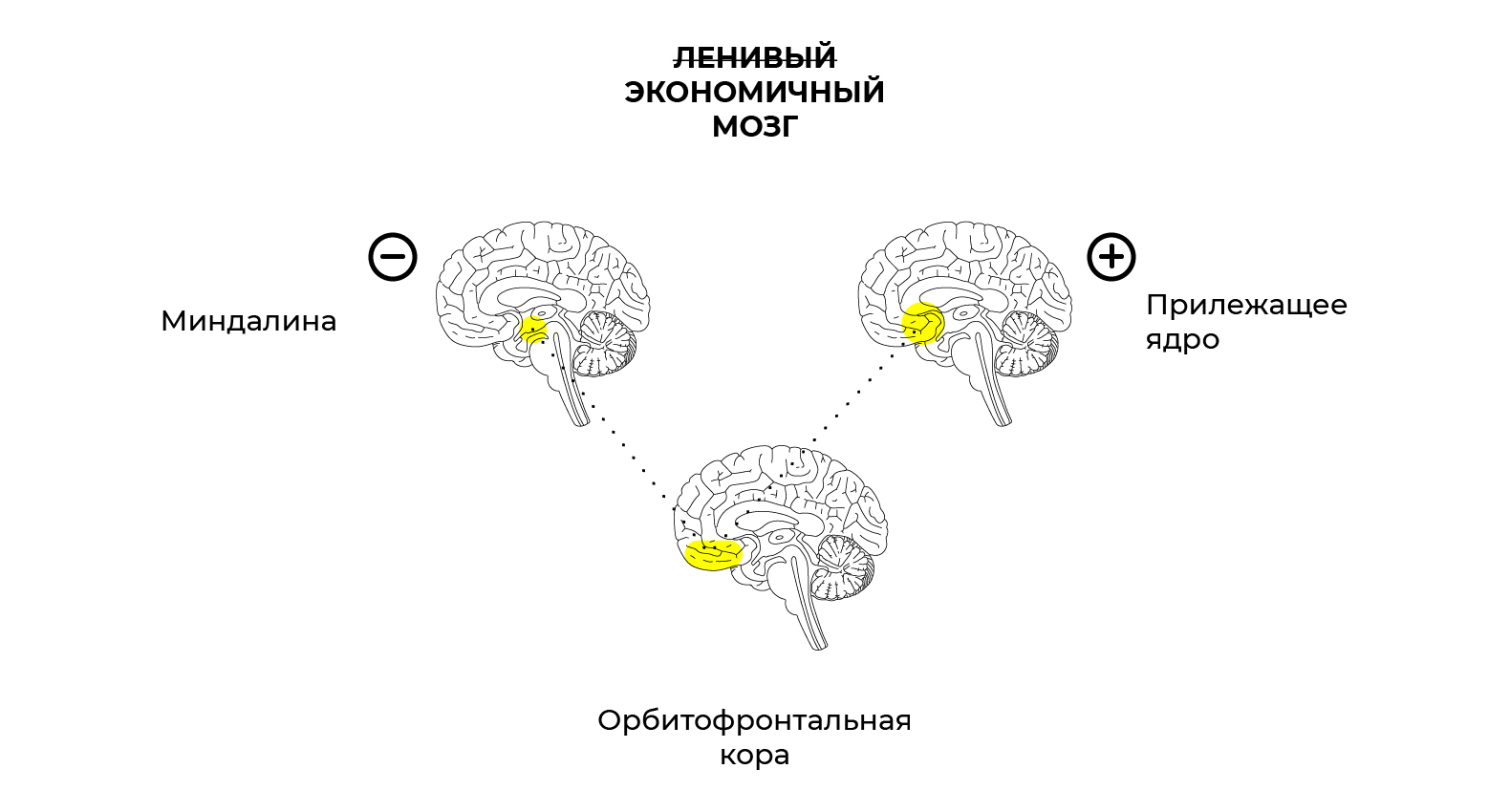 Ядра Миндалины – Telegraph