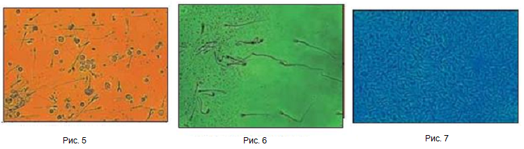 Бруцеллез собак. Меньшенина Е. С. МВЦРИОМЖ, г. Москва