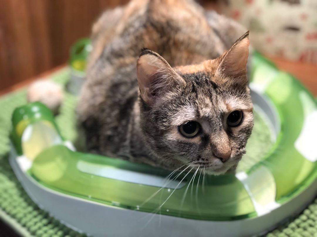 Кошка Мика ищет дом