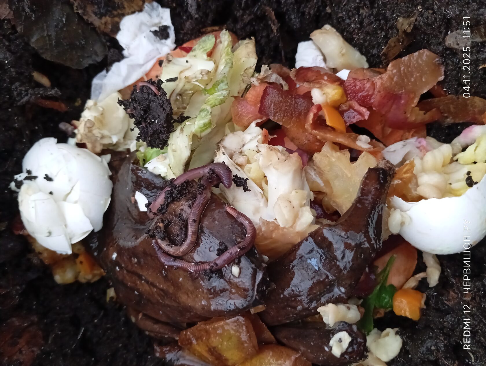 Кормление червей кухонными отходами 