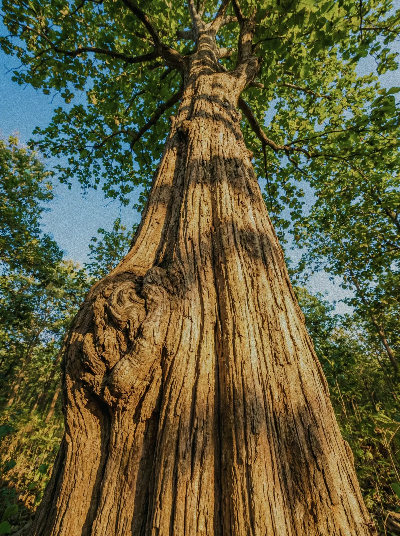 Тиковое дерево - ноты сердца аромата