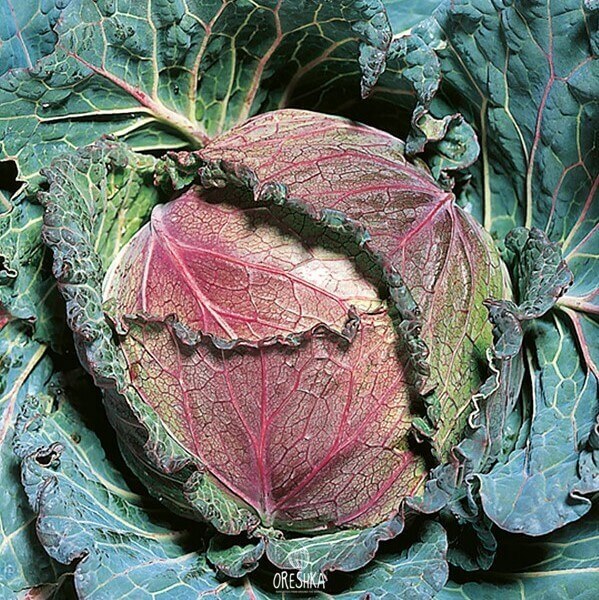 Cabbage and brassica seeds