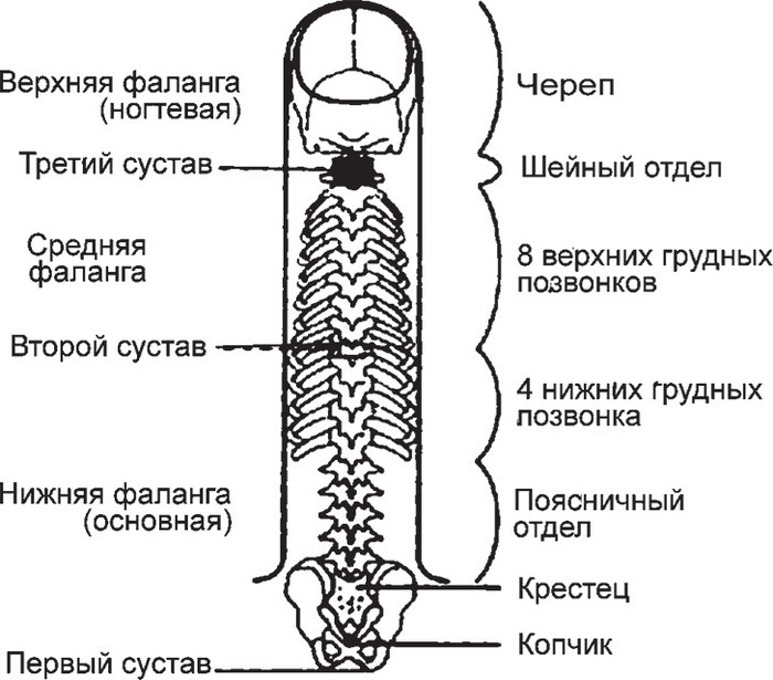 Система насекомого су джок картинки