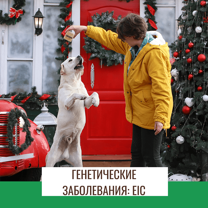 Генетические заболевания лабрадоров : EIC