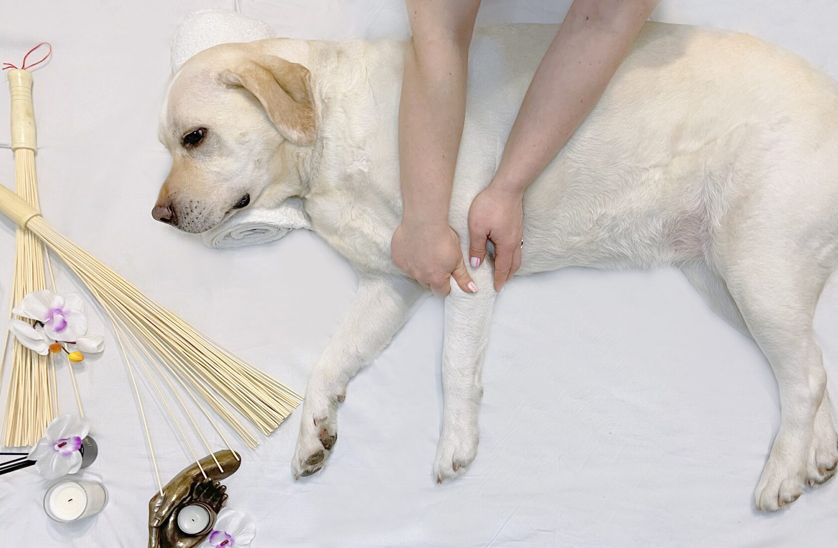 Креативный груминг