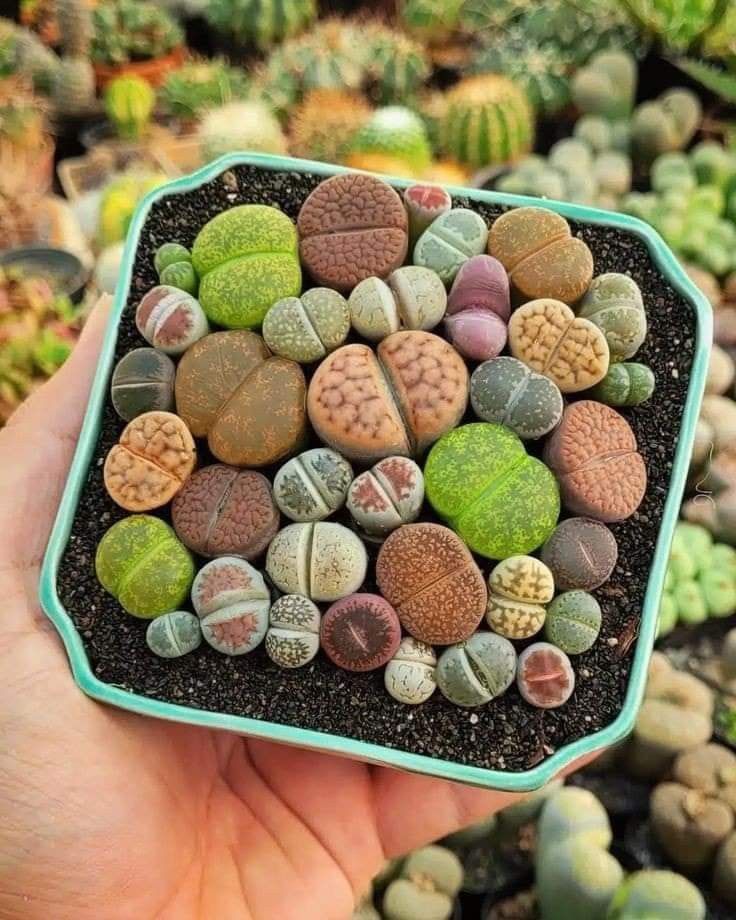 Green indoor plant in pot