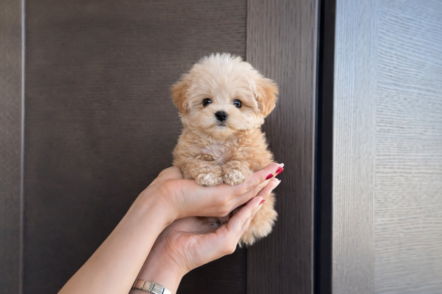 Крошечный щенок в руках у хозяйки