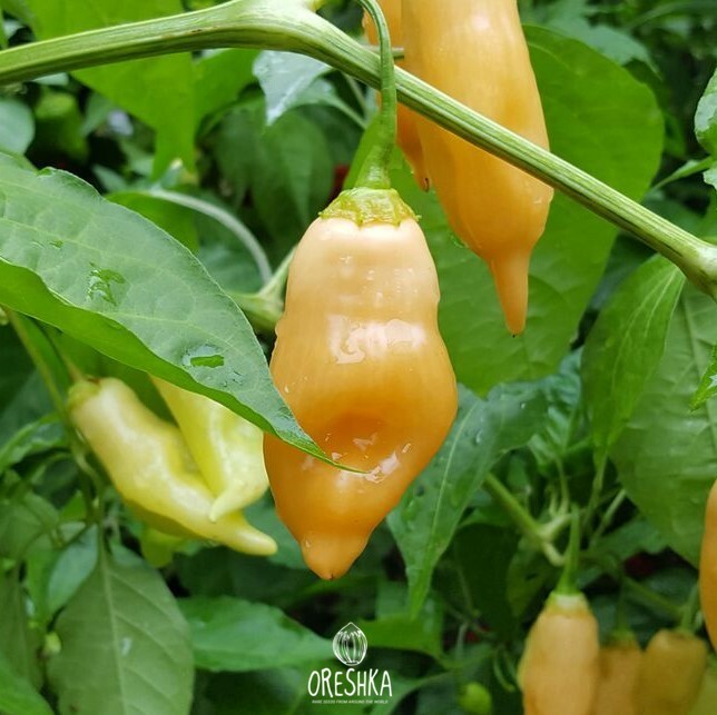 Seeds of Hot pepper Sugar rush peach (Capsicum) — 5 pcs