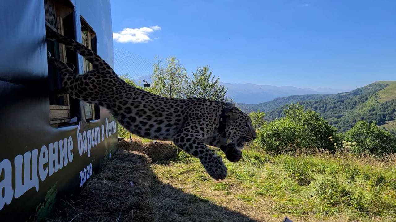 Леопард в Дагестане