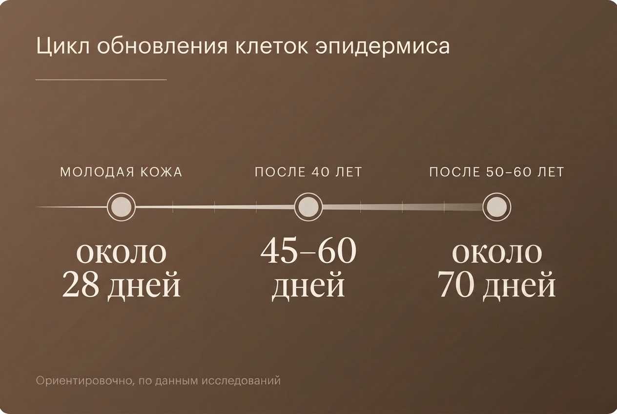Цикл обновления клеток кожи и его замедление с возрастом