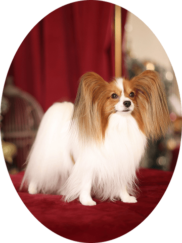 Папийон на красной подушке