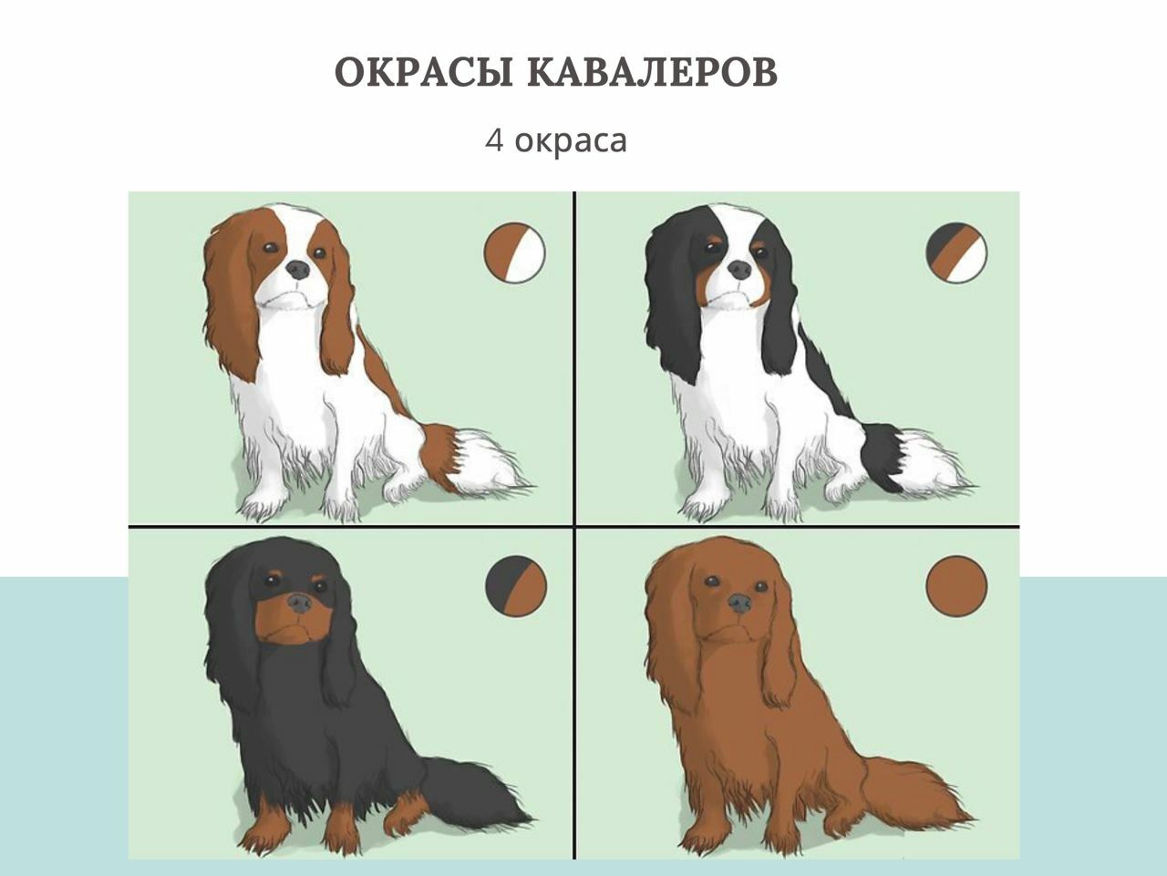 Таблица веса кавалер кинг чарльз