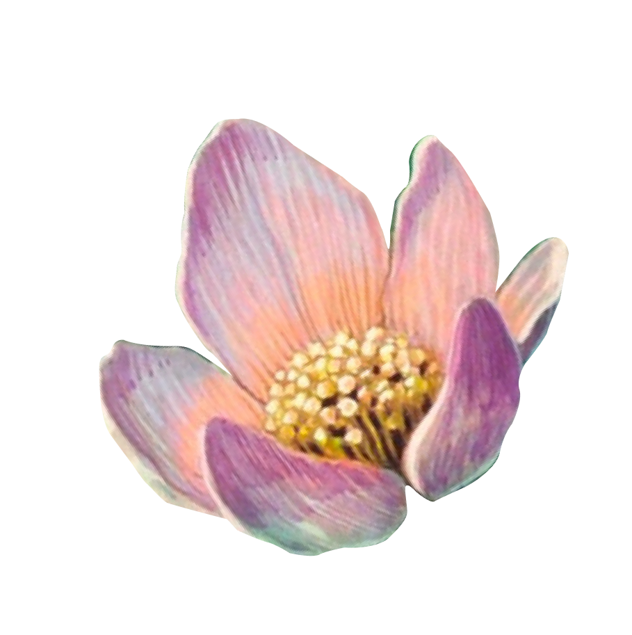 pink flower