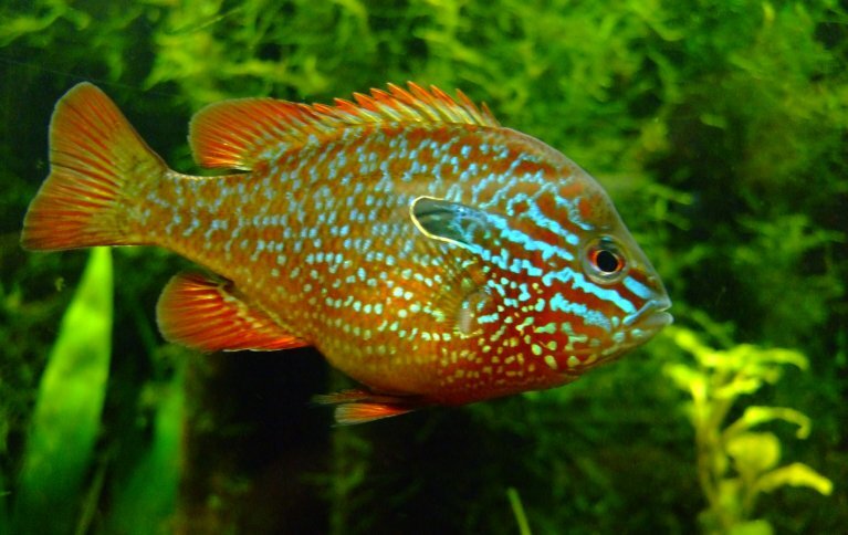 Солнечный окунь Солнечный окунь