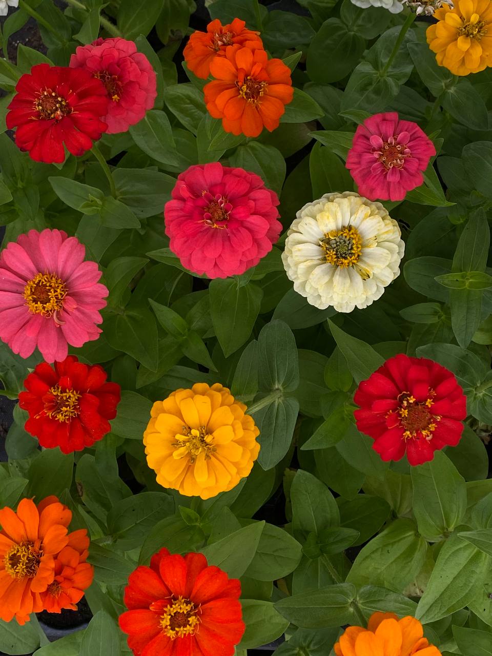 Купить цветочную рассаду в Тюмени – Выращено с заботой