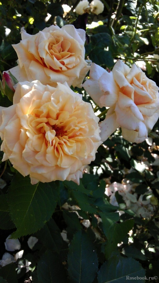 Роза Карамелла - фото и описание сорта с отзывами