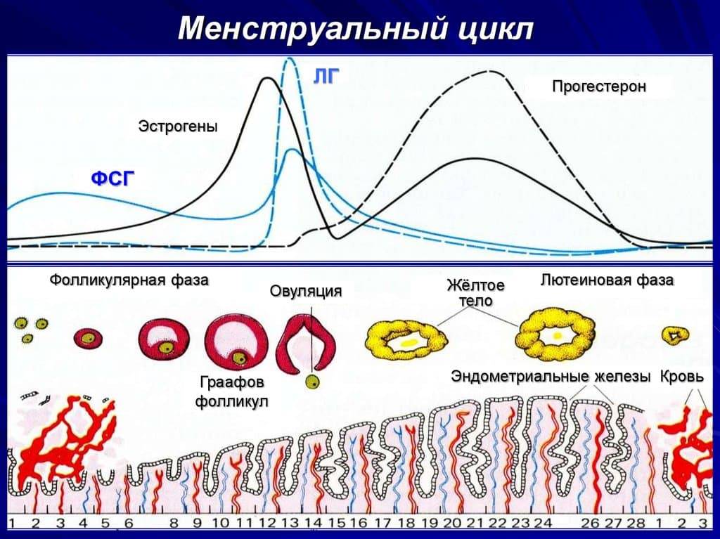 Циклы во время месячных. Нормальный менструальный цикл схема. Циклы во время месячных. Циклы во время месячных. Циклы во время месячных.
