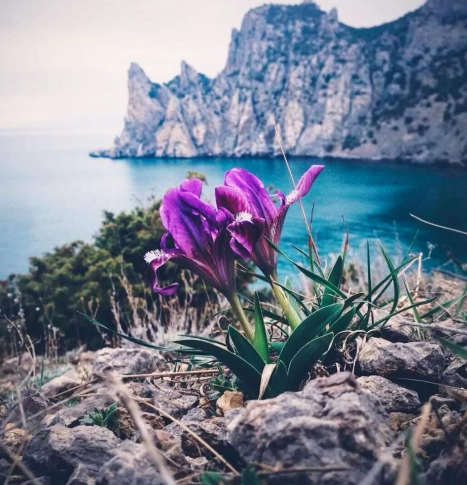 Весна в крыму