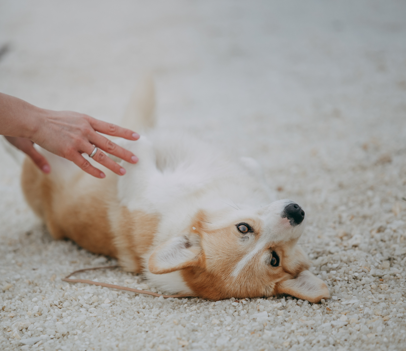 Корги шерсть. Вельш корги линька. Корги солнце. Длинношерстный корги пемброк. Андвол шуман корги.