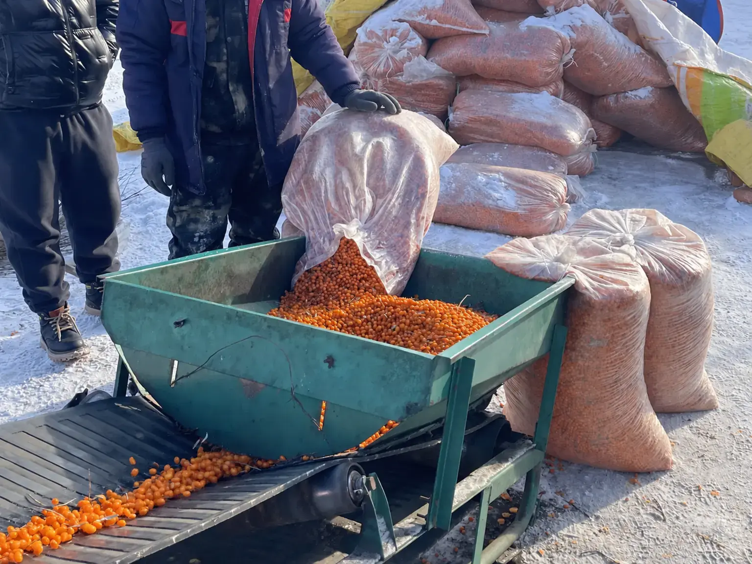 Sea buckthorn flowing from a bag into processing equipment
