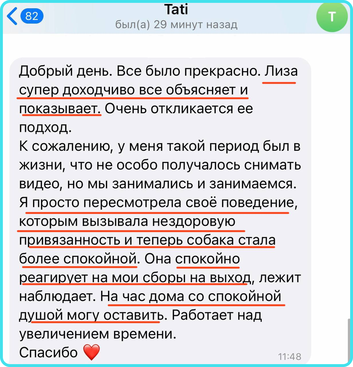 Собака грызет дома вещи? Это может быть тревога расставания! Пройди тест на  сайте, чтобы узнать.