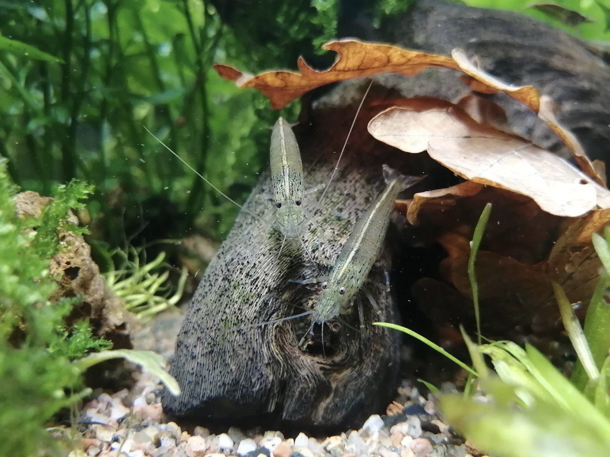 Аквариум с креветками