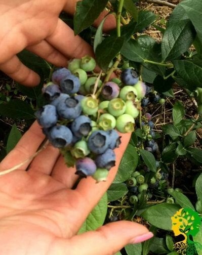 Сорт «Торо» высоко ценится за регулярный дружный урожай сладких крупных ягод