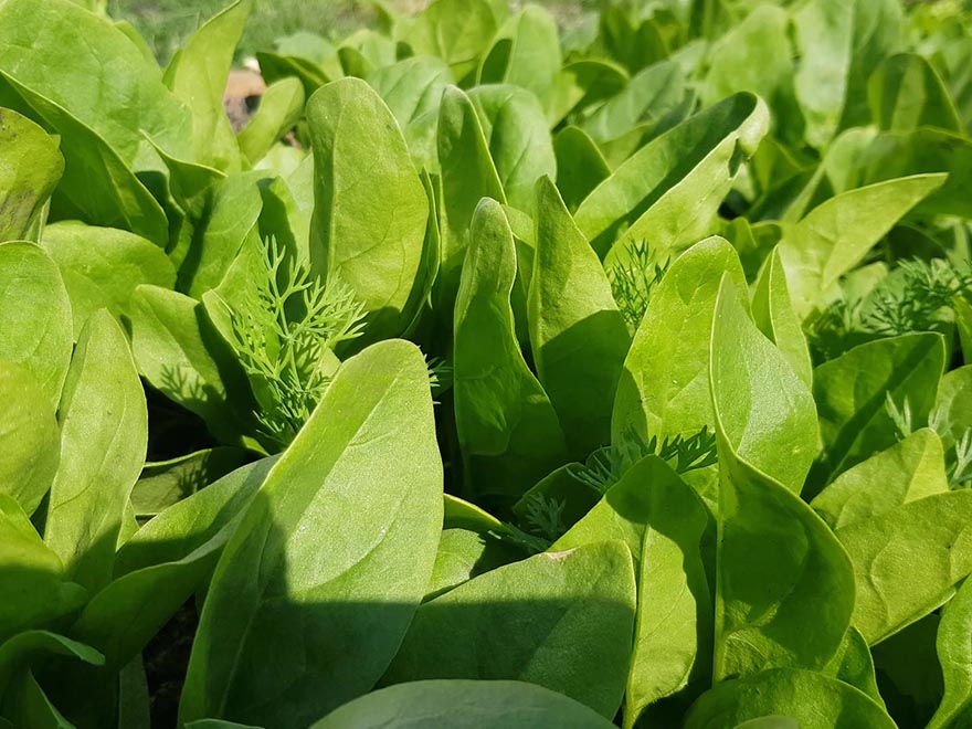 Lush green spinach leaves thriving in a compact garden setting, ideal for indoor planting and cultivation.