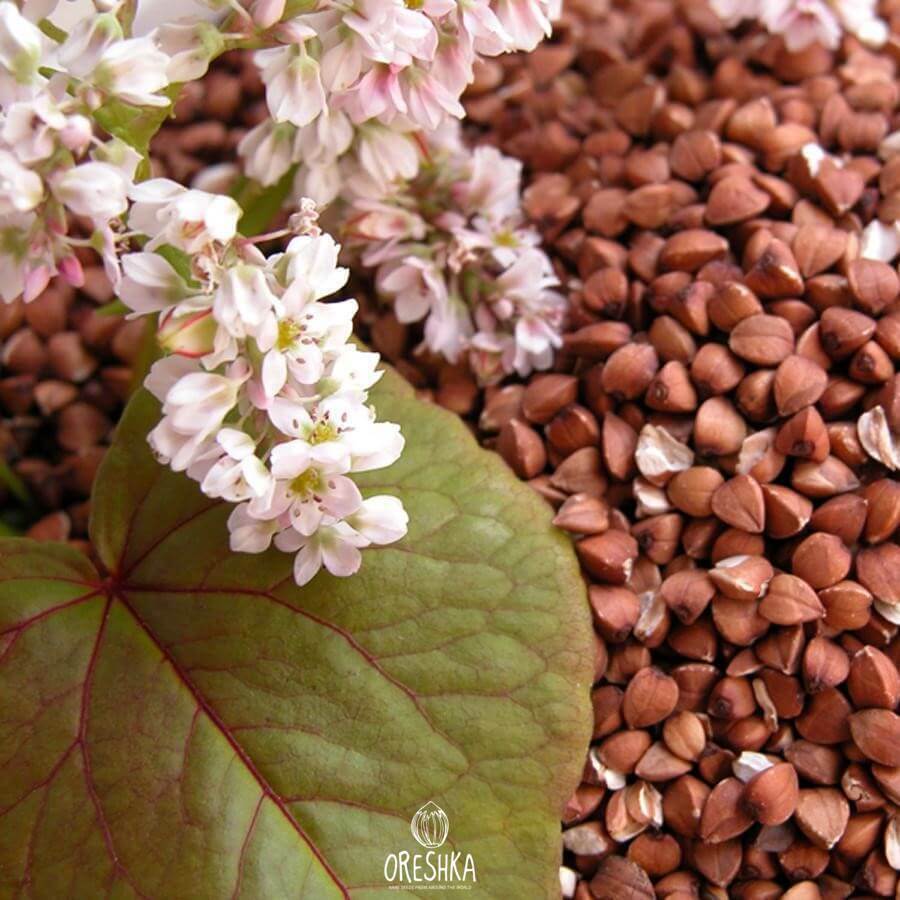 Seeds of Buckwheat (Fagopyrum - 500 pcs