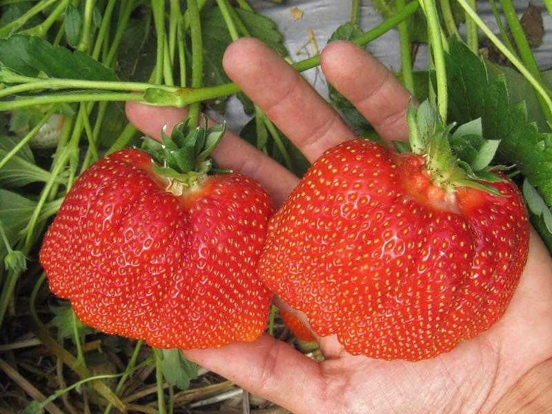 клубника азия