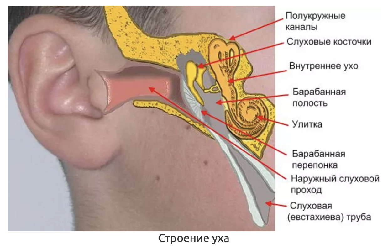 Резкий звук в ухе. Евстахиева труба анатомия человека. Слуховая евстахиева труба строение. Евстахиева (слуховая) труба анатомия. Евстахиева труба на височной кости.