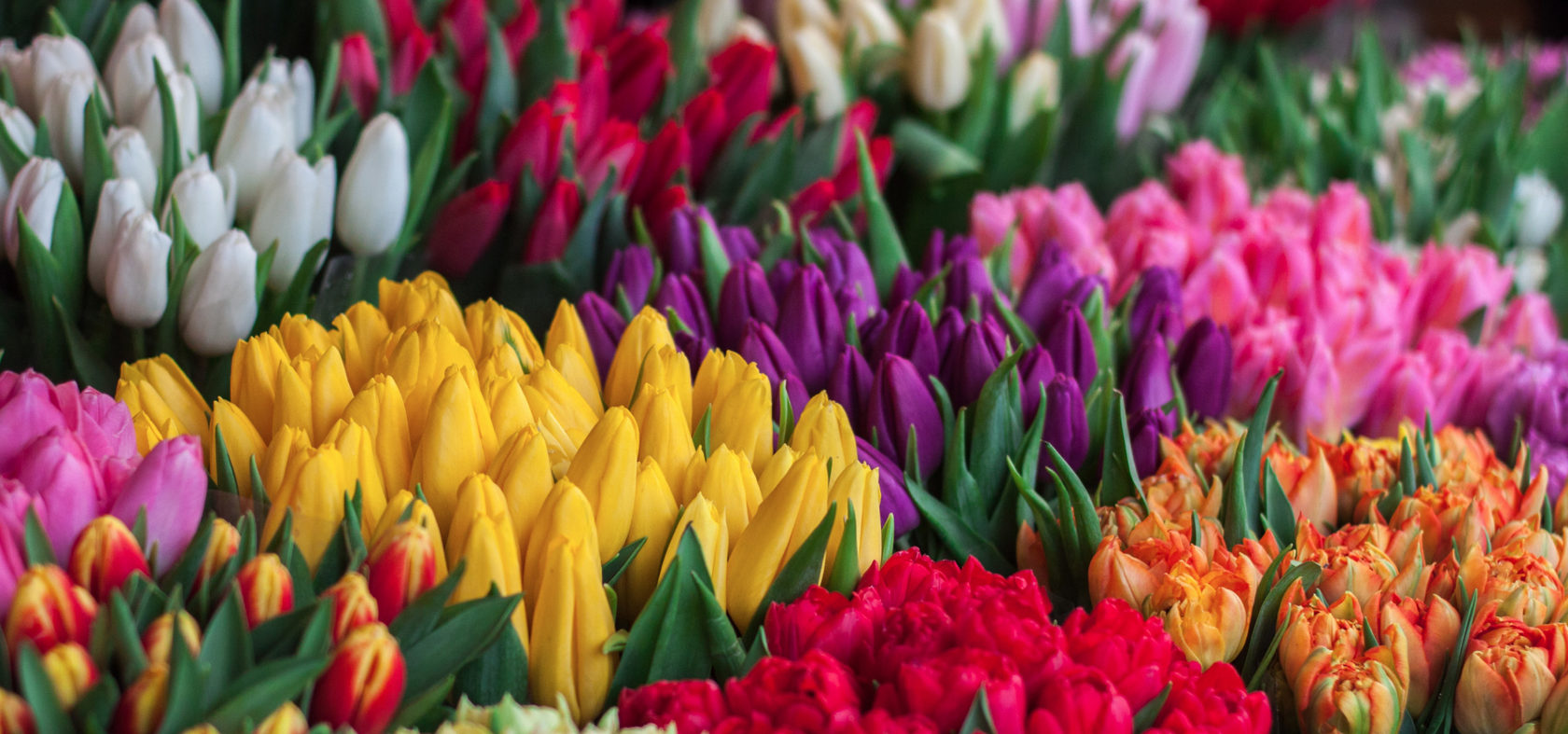 коробка с тюльпанами. тюльпаны орск. коробочка тюльпанов. дикие тюльпаны в воронежской области. долина тюльпанов калмыкия.