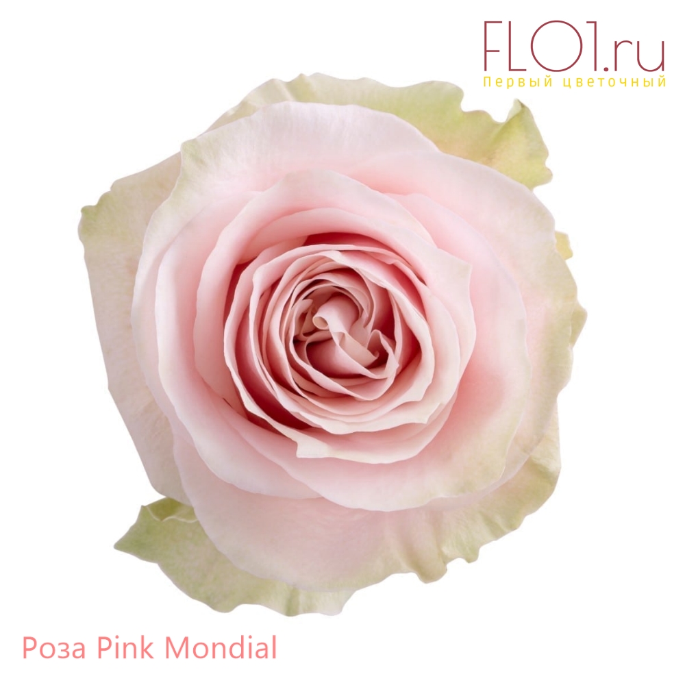Pink Mondial роза