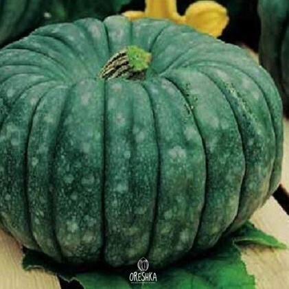 Seeds of Butternut squash Muscadet (Cucurbita moschata) — 5 pcs