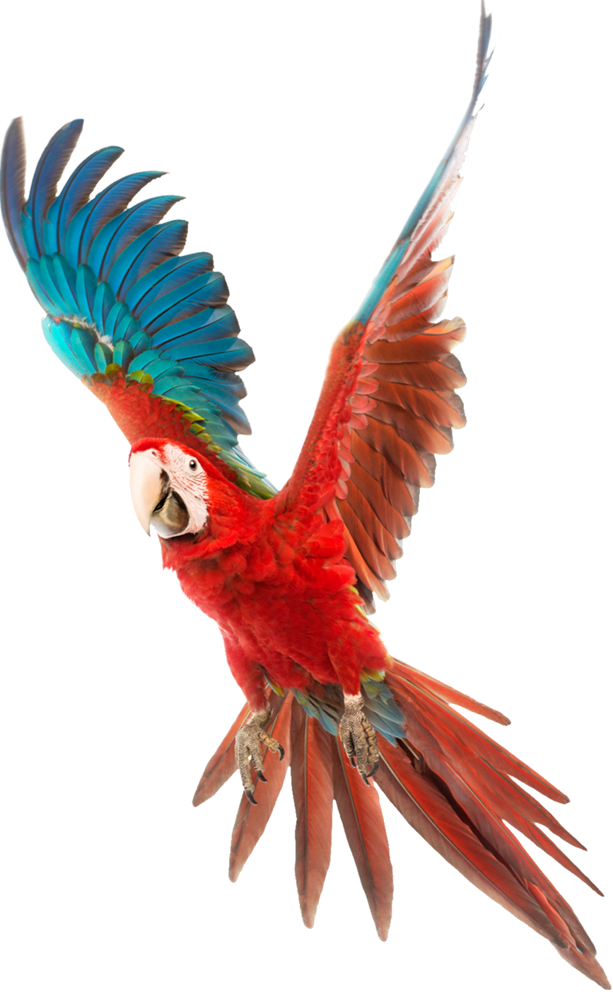 Оптовый каталог интернет магазина товаров и кормов для животных - Эльф