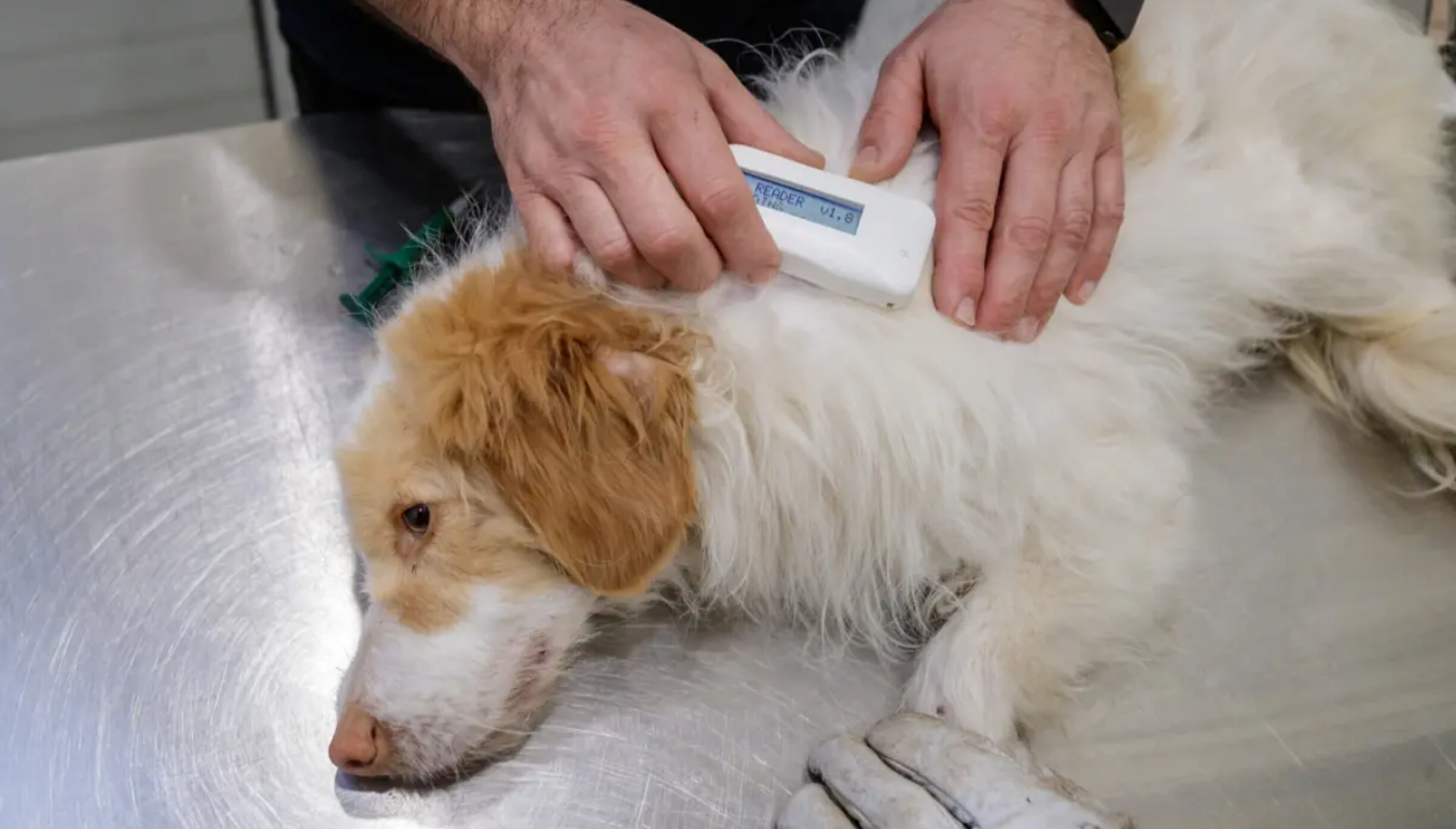 регистрация домашних животных