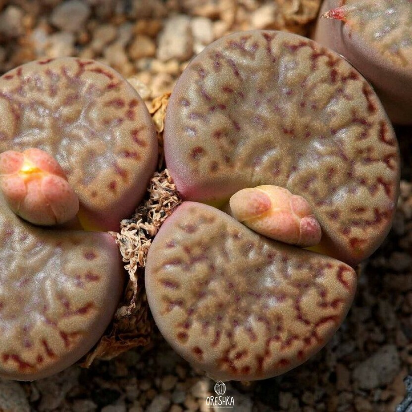 Seeds of Succulent Lithops Bromfieldii C42 (Lithops Bromfieldii C42) — 10 pcs