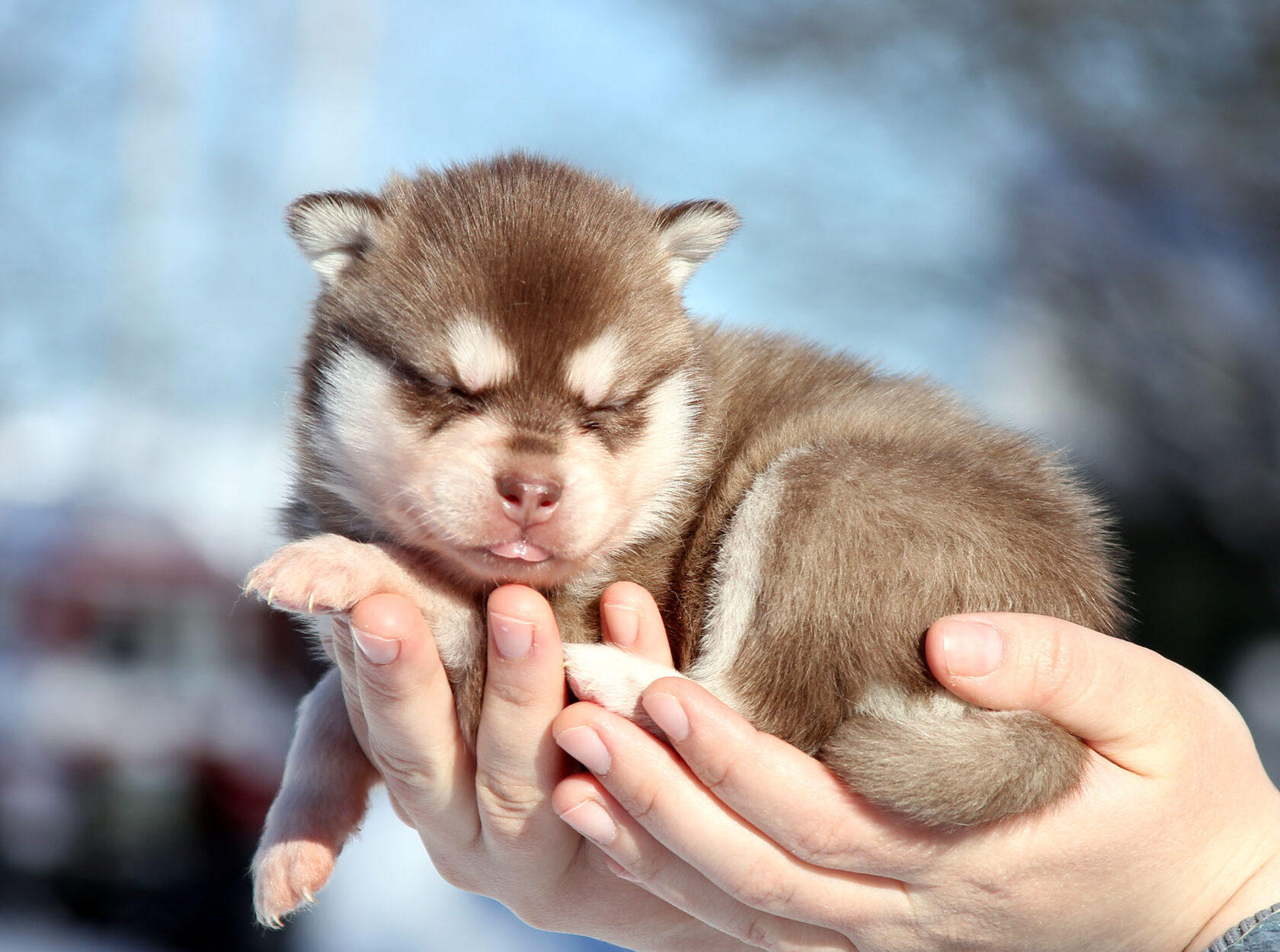 щенок кли кай