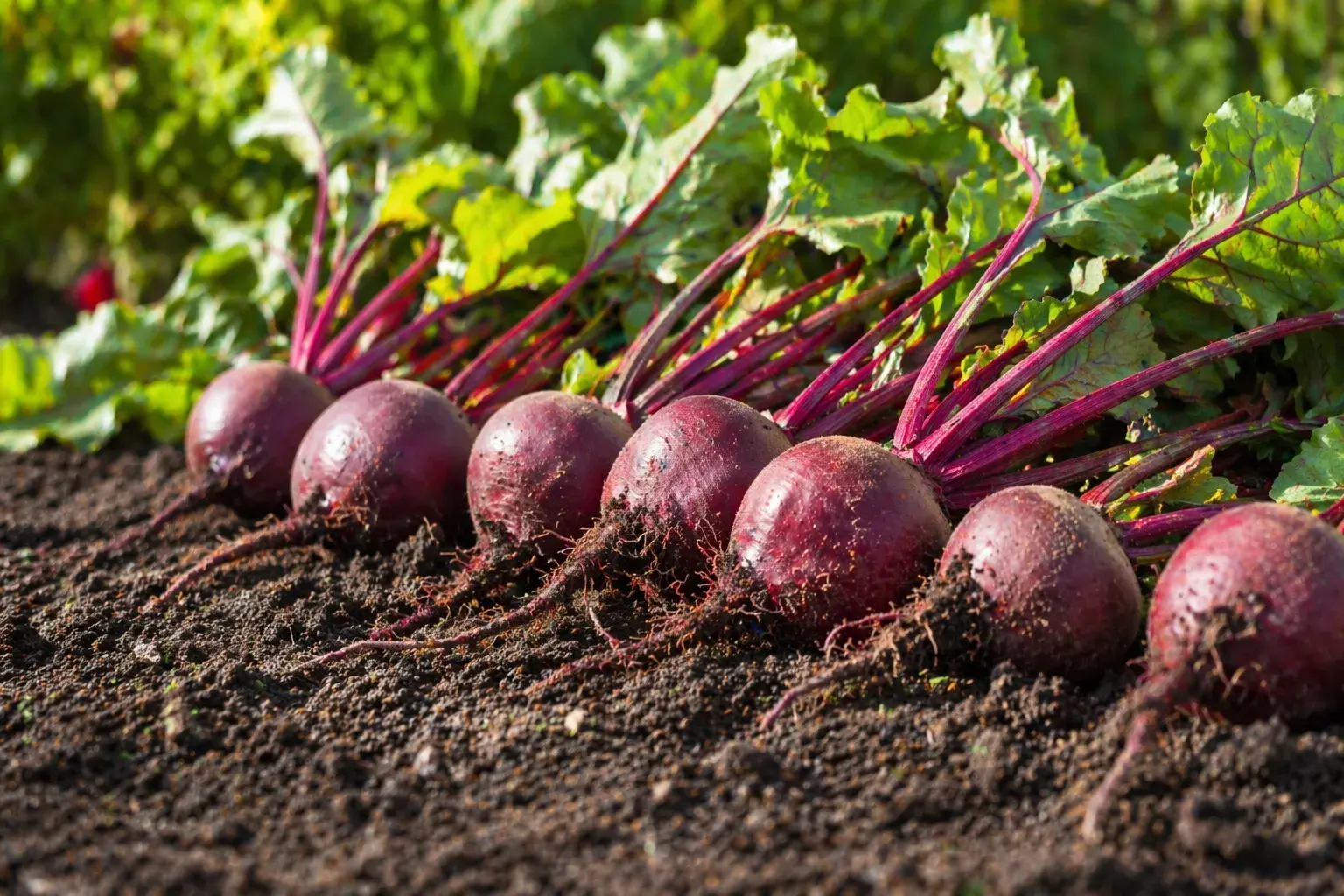 Когда сажать свеклу весной