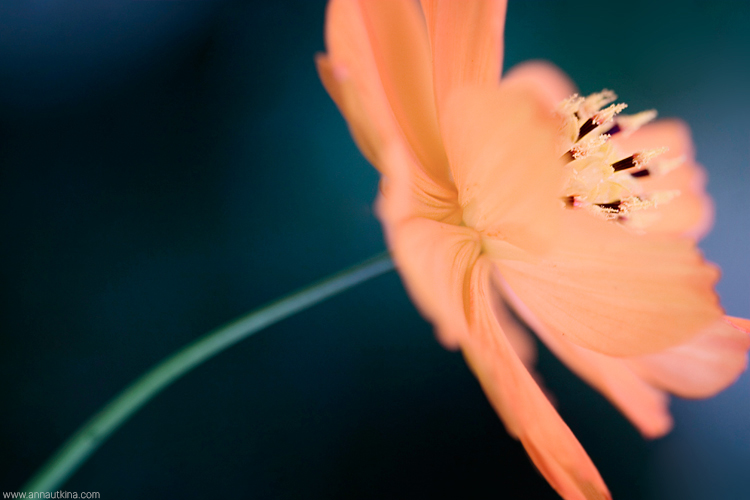 macro, macro flower, macro art, anna utkina, photography, macrophotograpy, floral art, макро, макрофотография, анна уткина