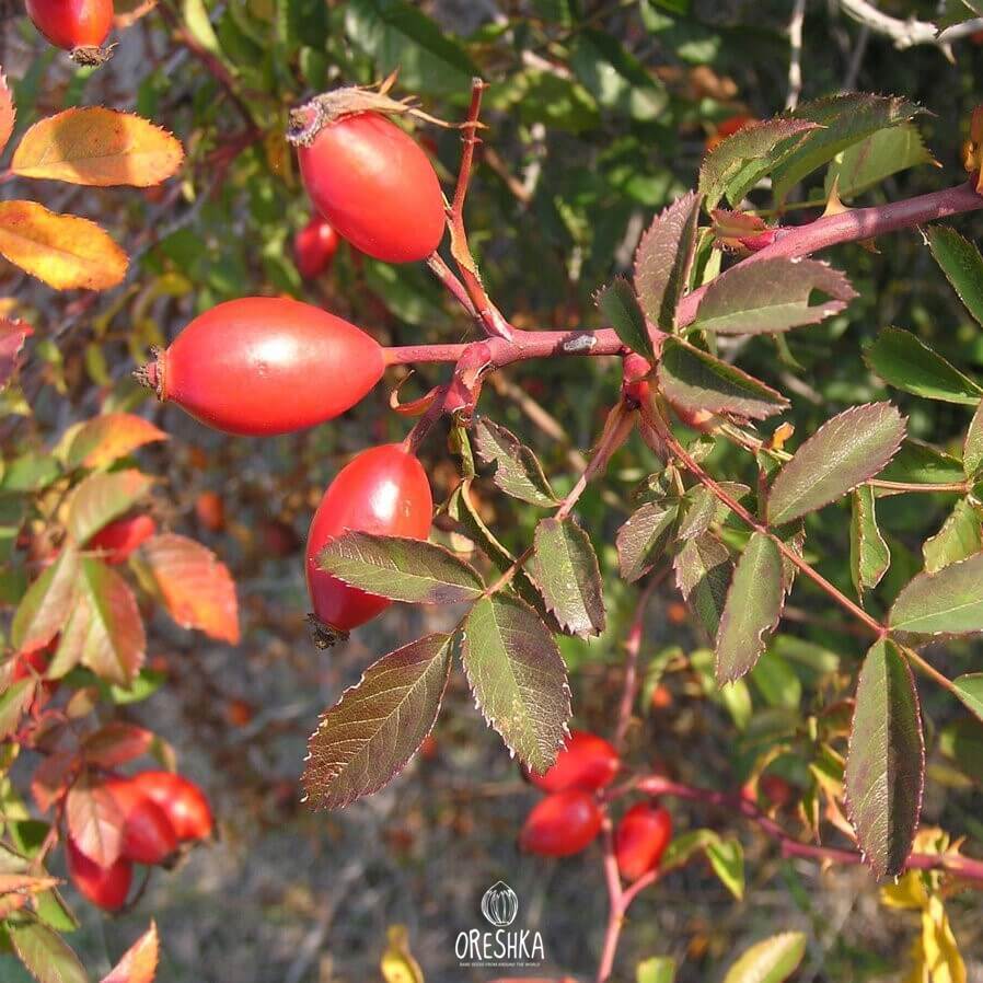 Seeds of Canker rose (Rosa canina) — 35 pcs