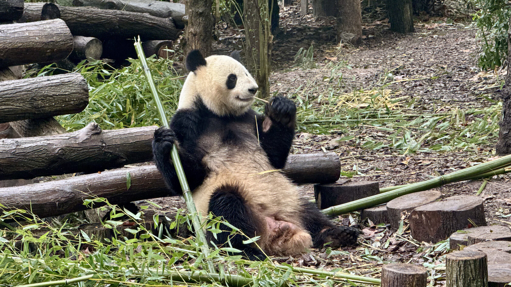 Научно-исследовательский центр по разведению больших панд