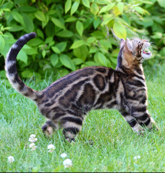 Bengal kittens for sale