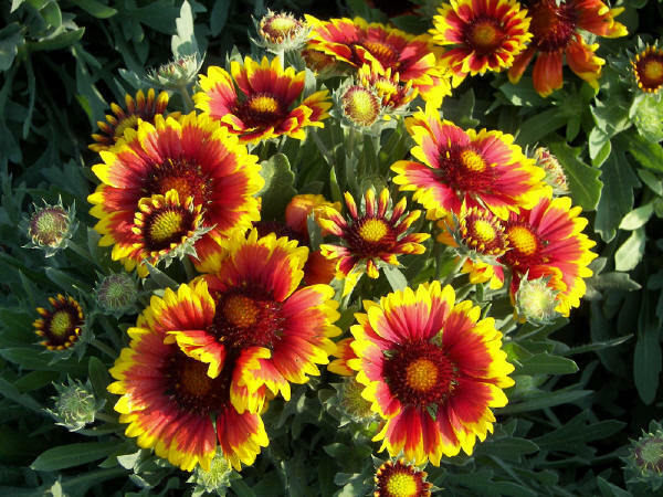 Гайлардия гибридная (Gaillardia hybrida)