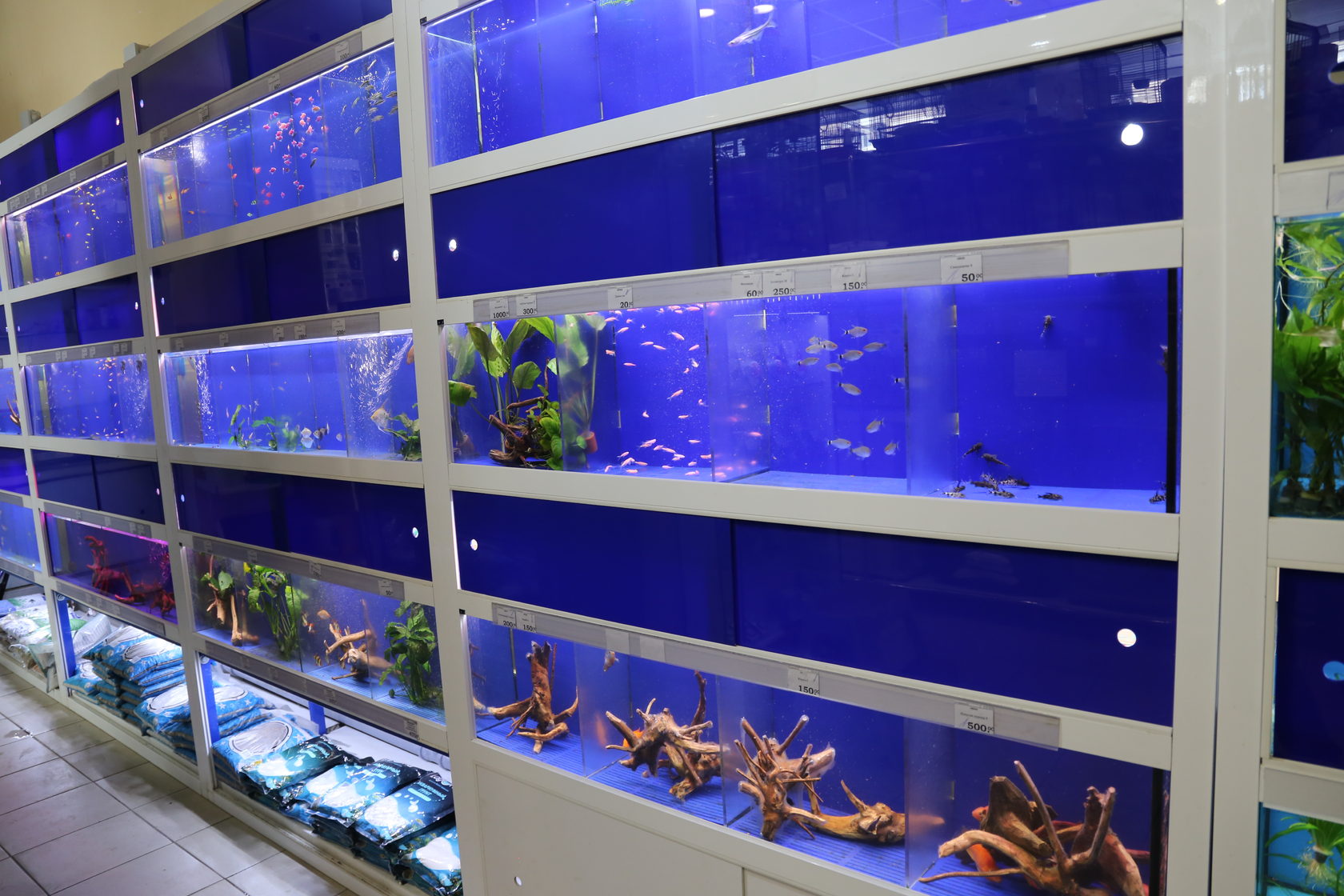 Продать аквариумных рыбок. Зоомагазин аквариум. Аквариум с рыбками в зоомагазине. Аквариумные стеллажи для зоомагазина. Витрина аквариум.