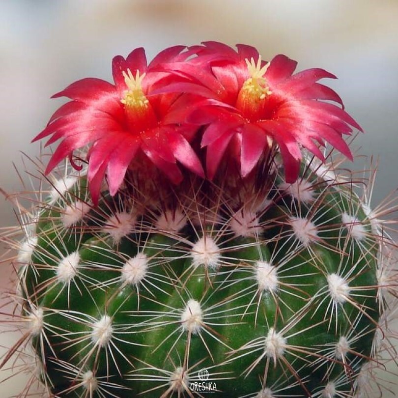 Seeds of Cactus Parodia laui L 322 (Parodia laui L 322) — 10 pcs